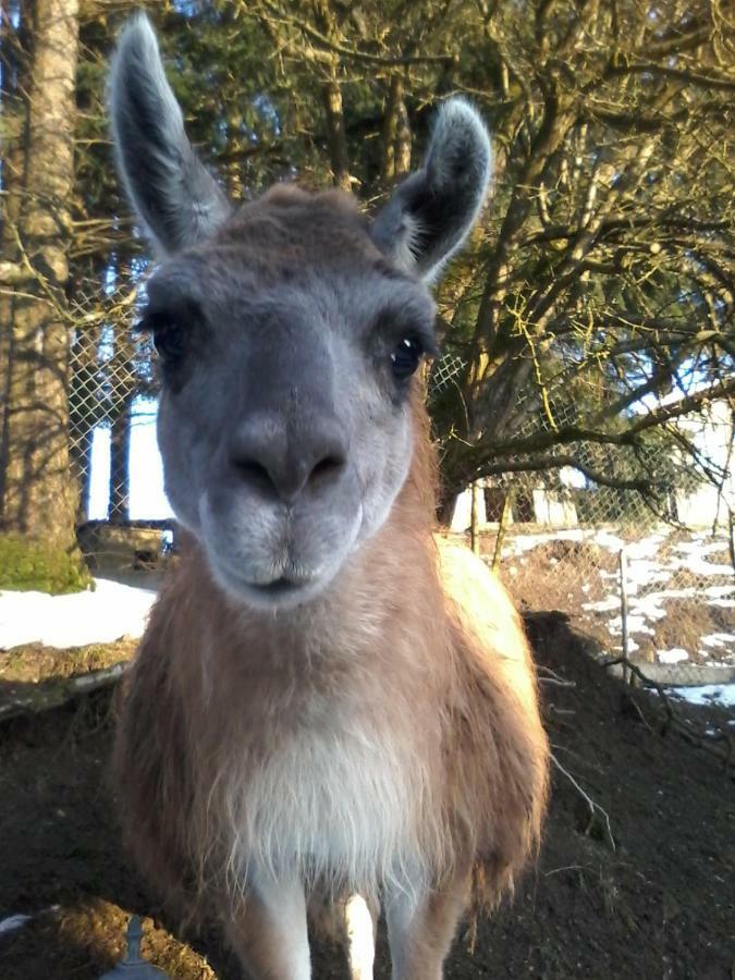 Funny-Farm Villa Sassen Екстериор снимка